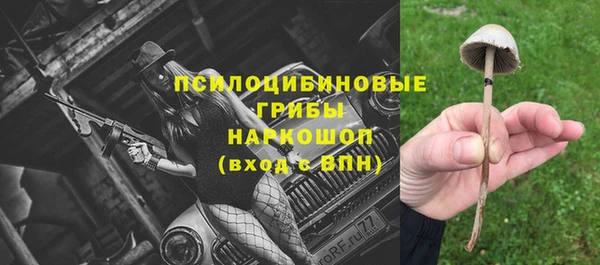 стаф Новокубанск